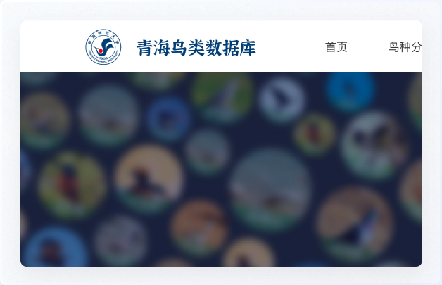 青海鳥類資源庫網站設計、交互設計、UI設計、鳥類資源庫網站設計、高端網站設計